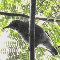 Rarotonga Starling